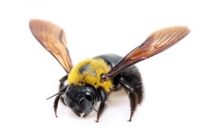 Carpenter Bees Oshawa