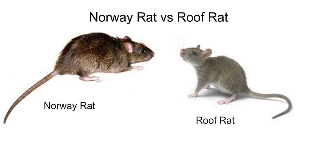 Roof Rat vs Norway Rat Control Oshawa