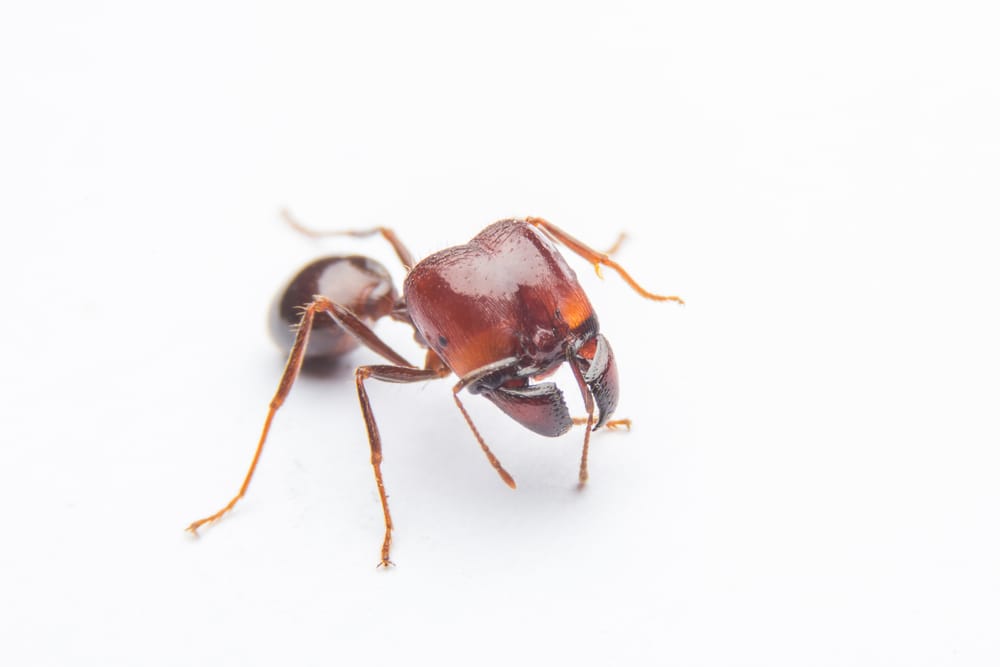 ant pest control Oshawa