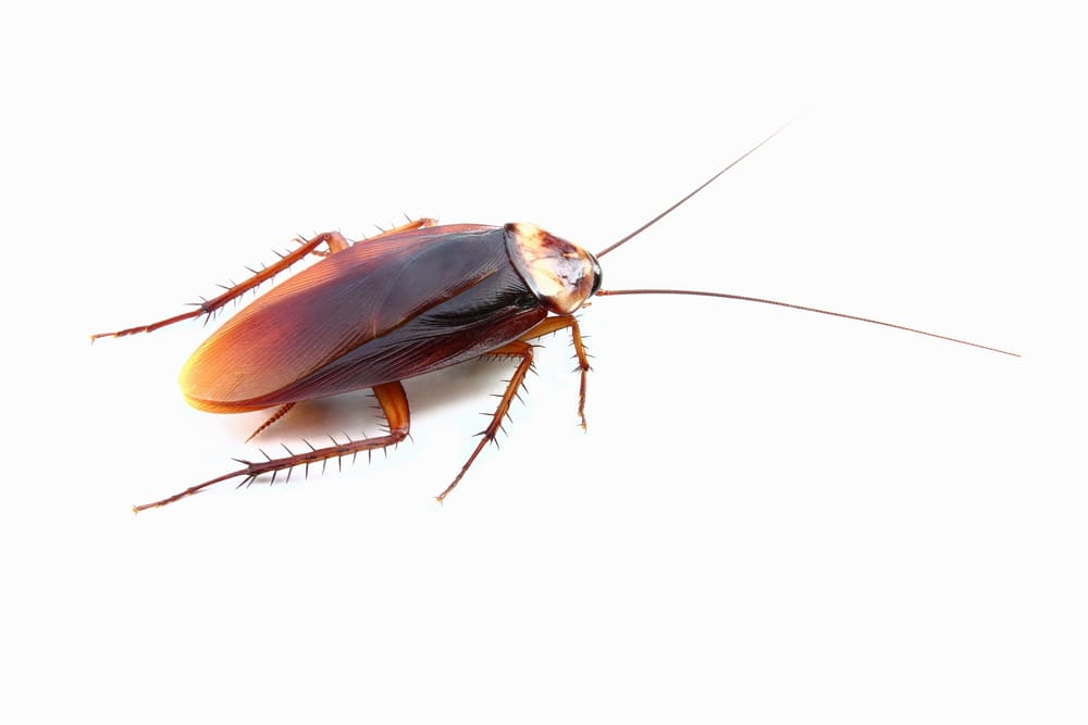 cockroach control Oshawa