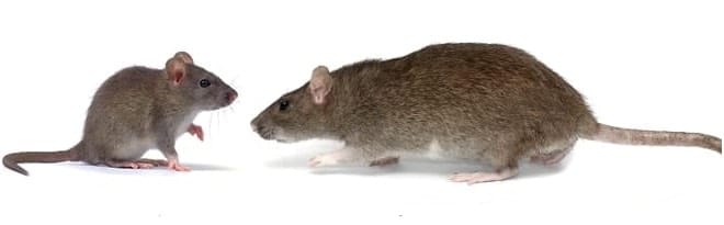 mouse and rat pest control Oshawa