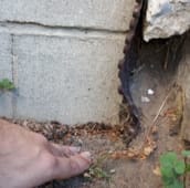 rat inspection Oshawa