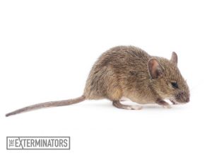 rodent extermination mouse control Oshawa