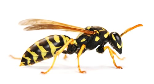 wasp extermination Oshawa