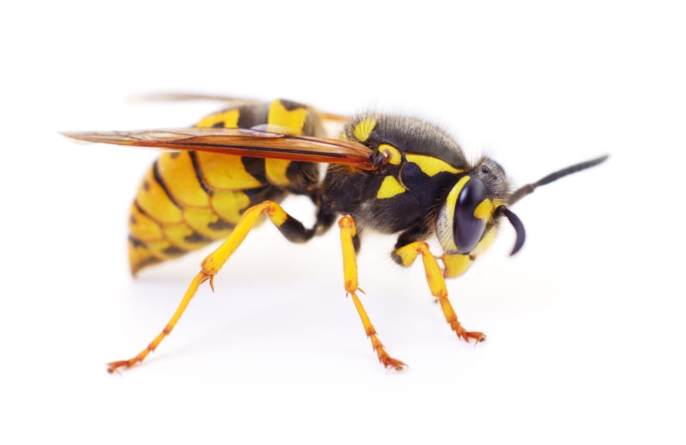 wasp nest removal service Oshawa