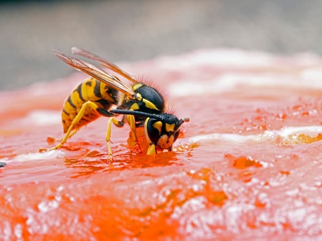 How long does it take for a wasp to build their nest