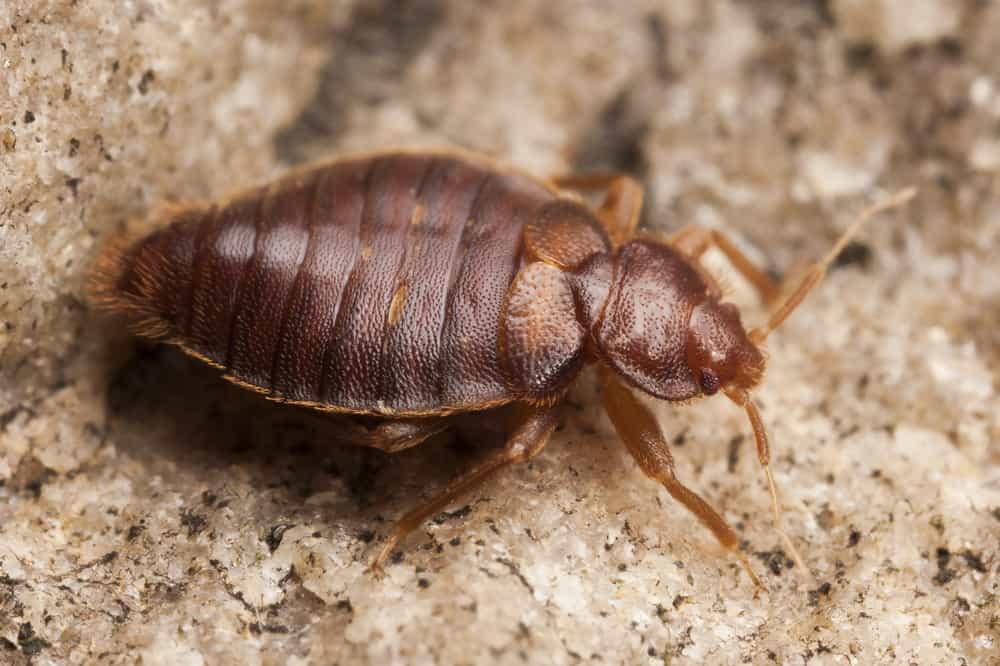 Why are bed bug infestations so easily spread?