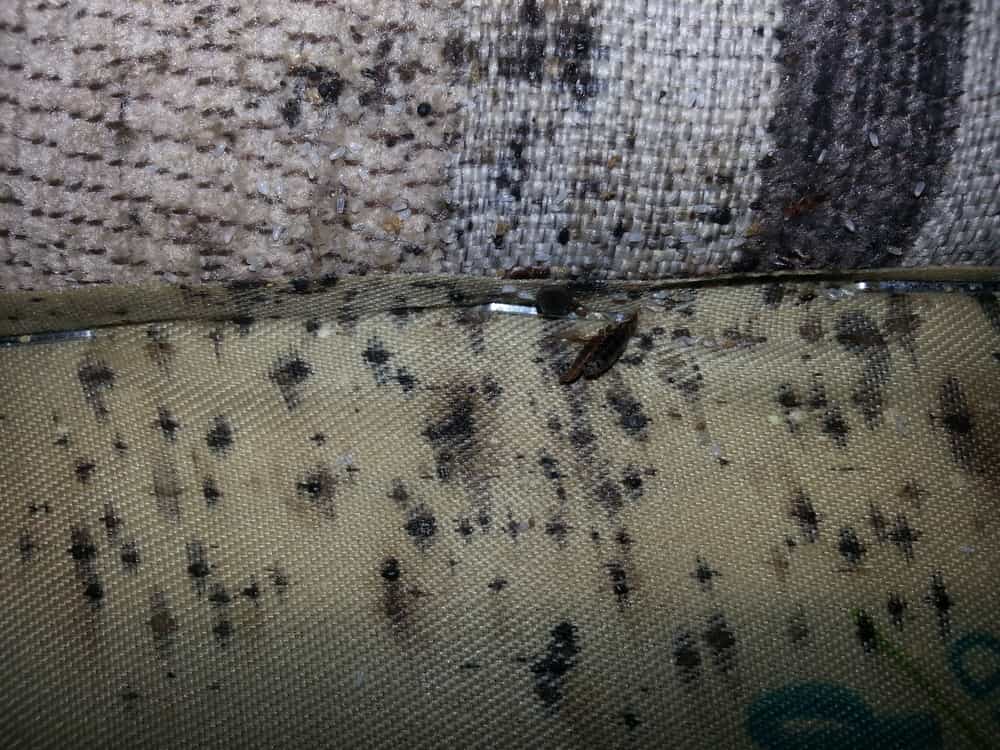 Why are bedbugs so hard to detect?