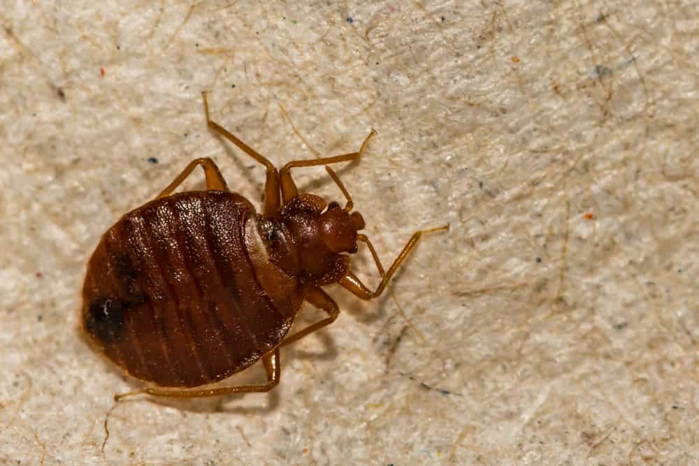 Why do bed bugs come back after extermination?