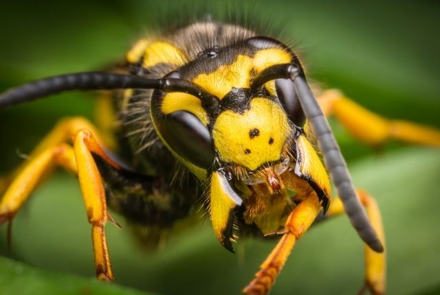 How to prevent carpenter bee damage