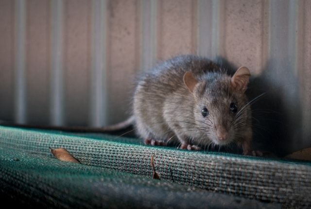 The connection between covid-19 and possible increase in rat infestations