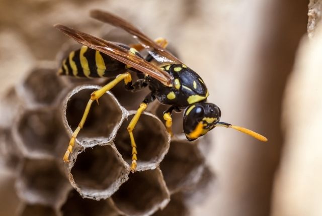 The danger of yellow jacket infestation