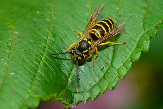 What are the dangers of destroying a wasp nest