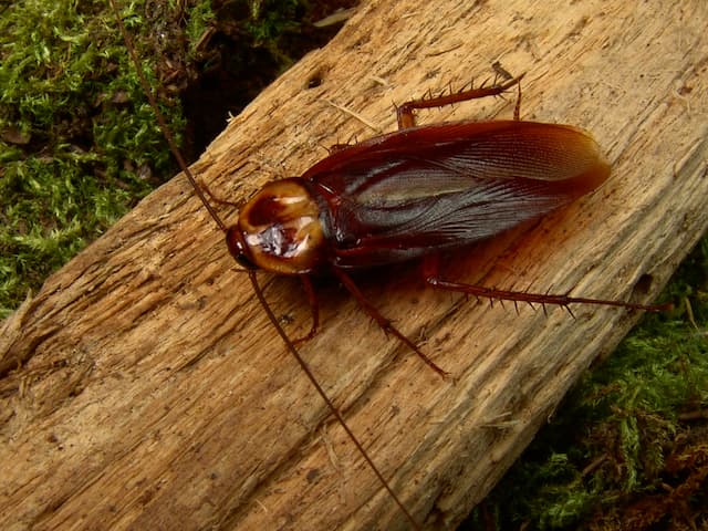 How Long Can German Cockroaches Live Without Food