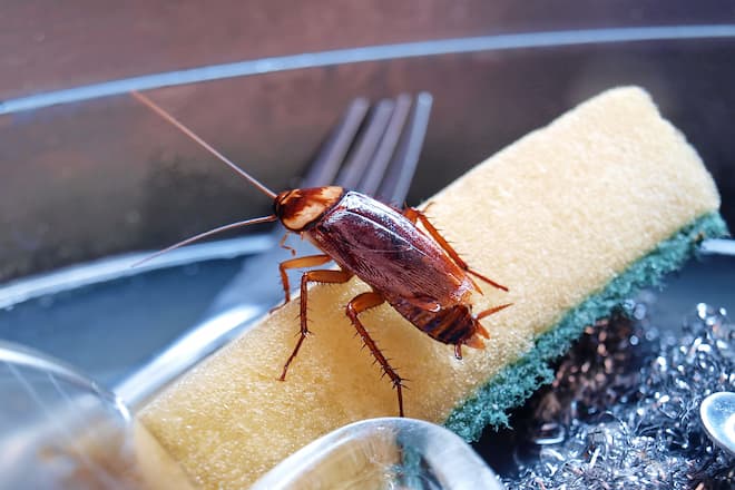 how-to-get-rid-of-cockroaches-in-air-conditioner