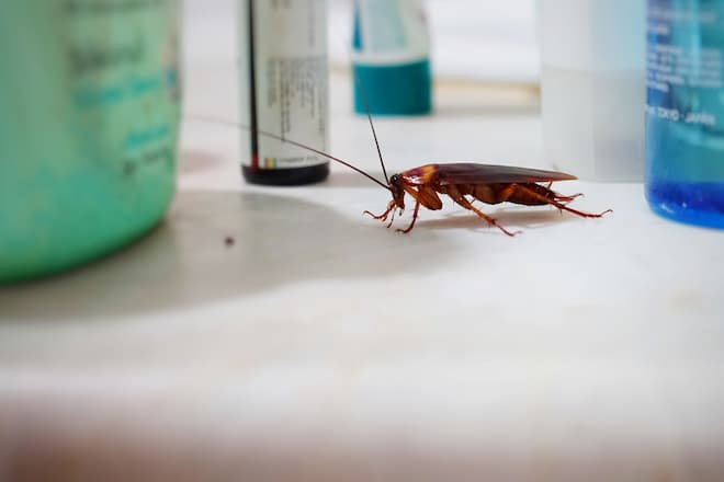 how-to-get-rid-of-cockroaches-in-toronto