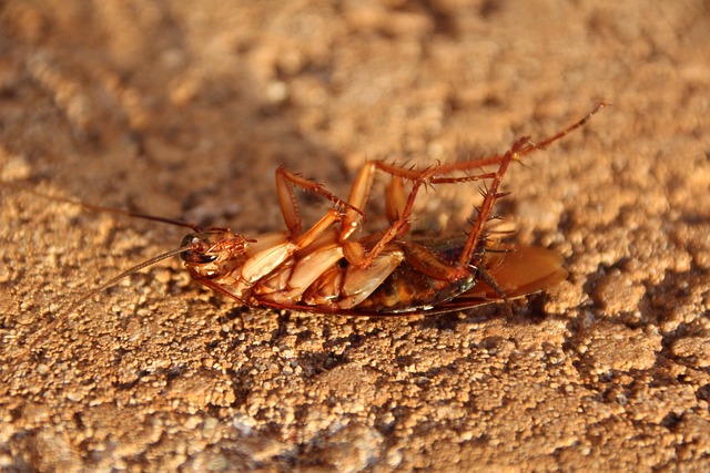 how-to-get-rid-of-cockroaches-naturally