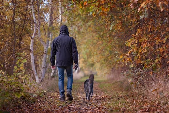 are-mice-attracted-to-dog-poop