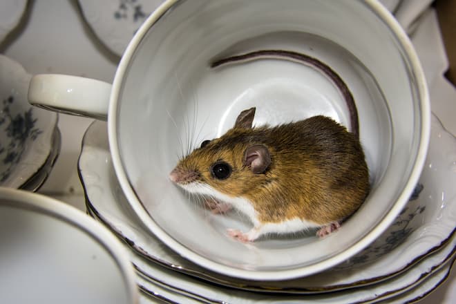 What to do When You Have Mice in Your House