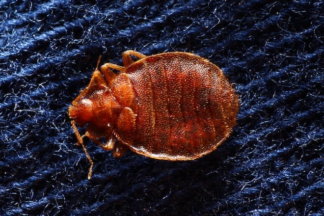 how-professionals-get-rid-of-bed-bugs