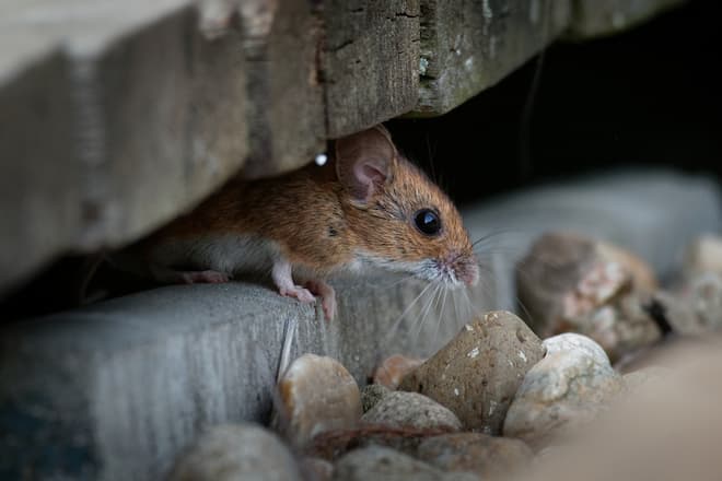 how-to-get-rid-of-mice-in-basement-or-attic