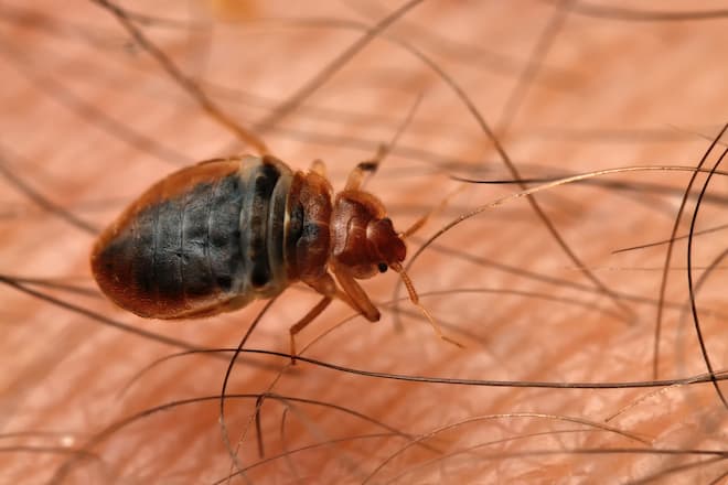 how-to-know-whether-you-have-bed-bugs