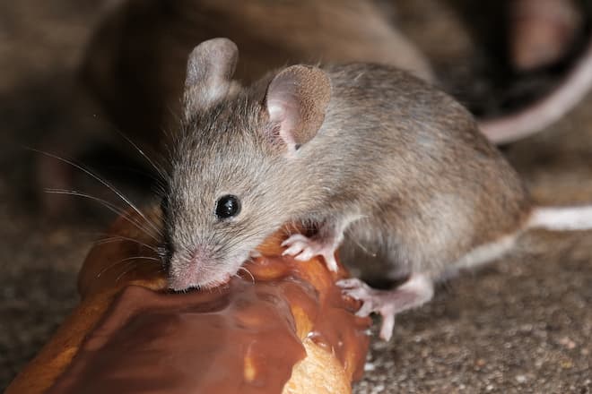 What Causes Mice in Apartments