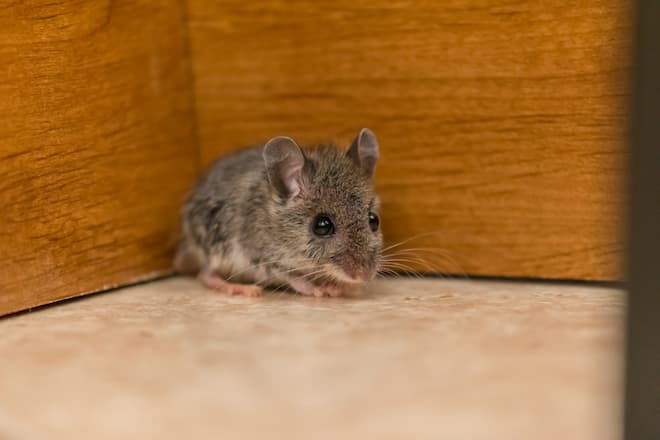 Mice-in-Insulation-in-Basement