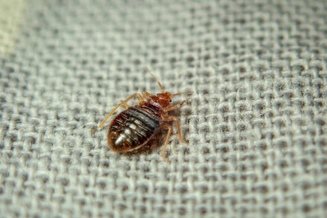 do-bed-bug-bites-itch