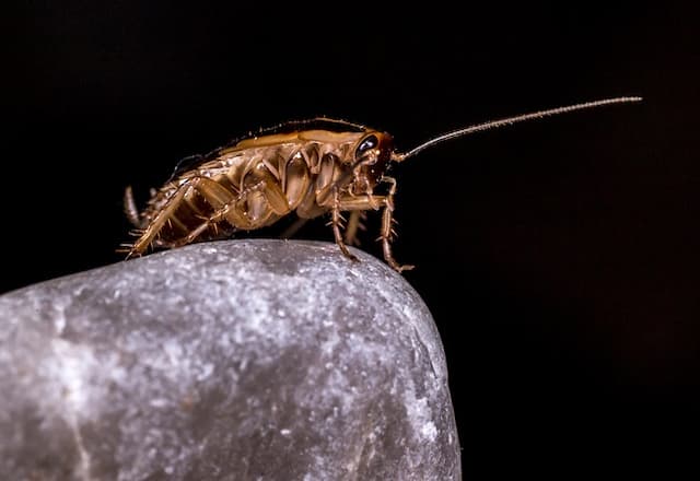 how-do-cockroach-get-in-your-house