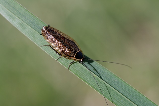 how-to-get-rid-of-cockroaches-from-kitchen-cabinets