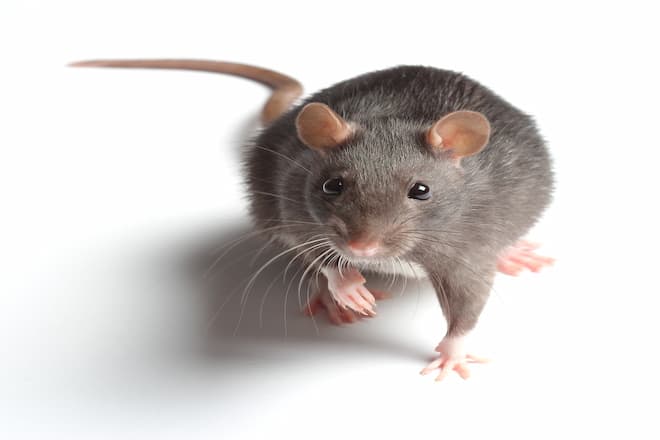 how-to-tell-how-many-rats-are-in-your-house