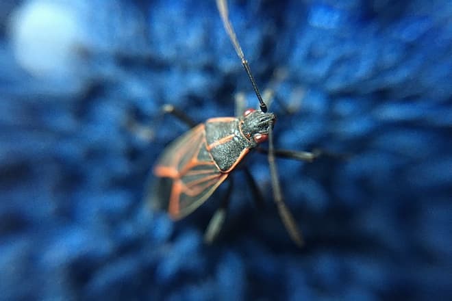 cockroach-vs-boxelder-bug