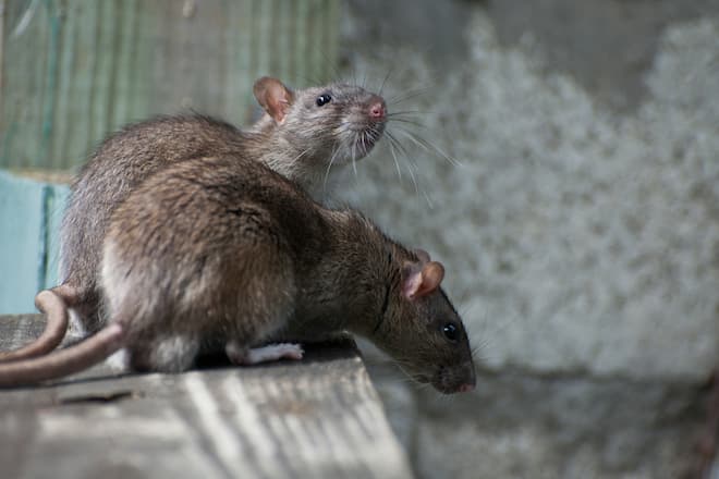 will-mice-and-rats-live-in-the-same-house