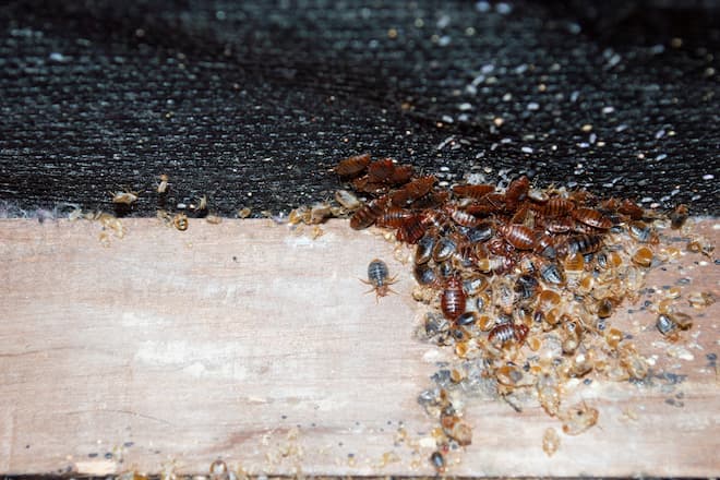 how-to-find-bed-bugs-during-the-day