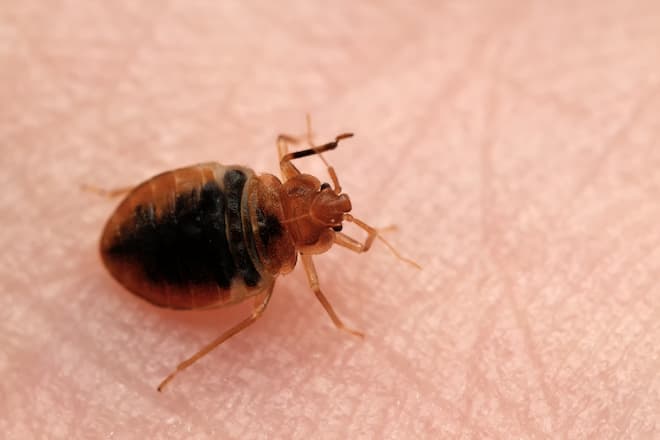 identifying-bed-bug-bites-on-humans