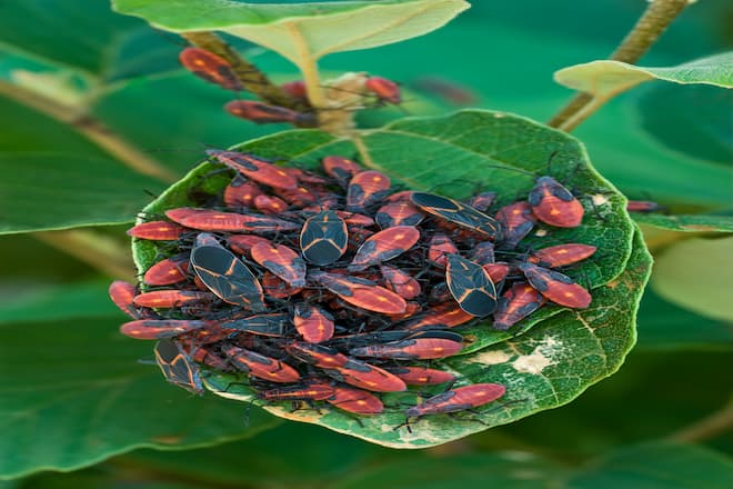 boxelder-bugs-and-the-effects-on-your-health