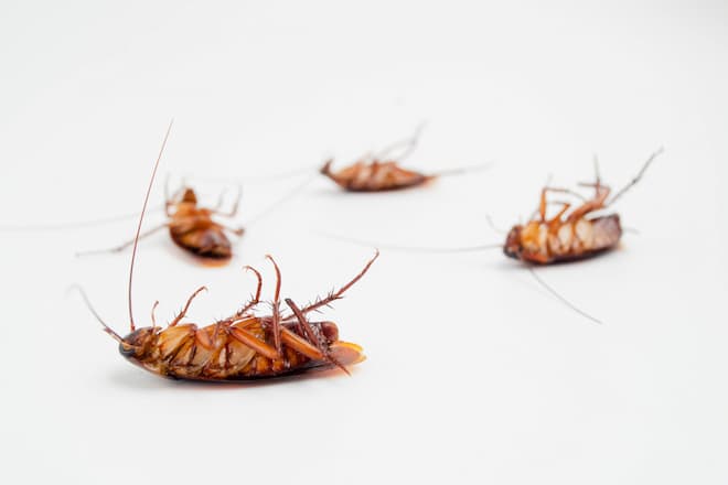 how-long-does-it-take-bed-bug-eggs-to-hatch