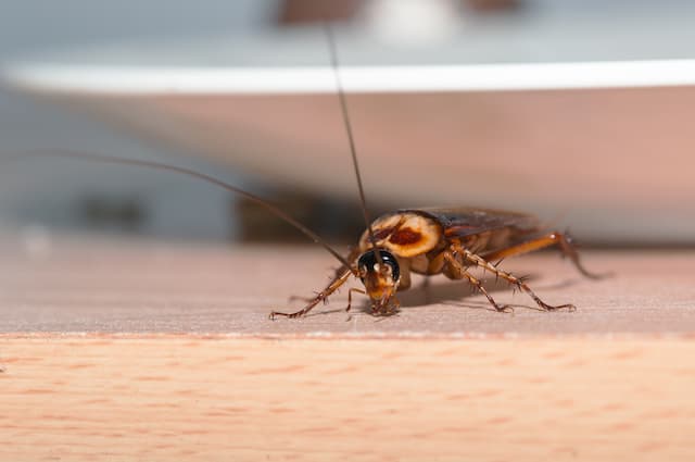 Cockroach Egg Nymphs Understanding Their Numbers