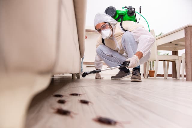 Cockroach Treatment for Apartments Effective Strategies