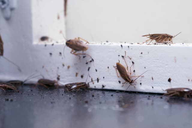 Diatomaceous Earth Spray Safe and Effective for Cockroach Control