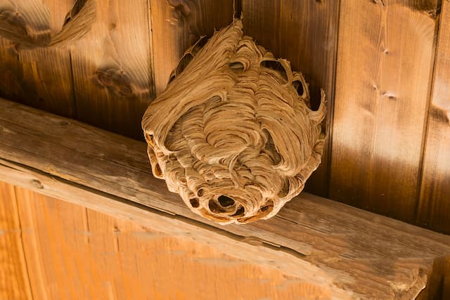 Protecting Your Property Wasp Proofing Your Home