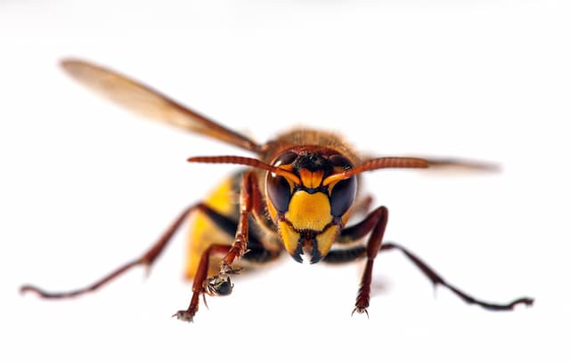 Wasps in Winter Understanding their Seasonal Behavior