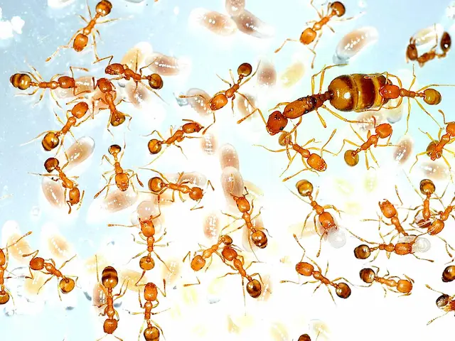 Are Citronella Ants Harmful Exploring Their Impact