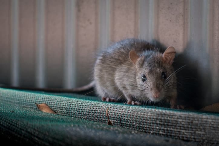 Can Mice Climb Brick Walls Debunking Rodent Myths