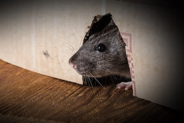 Catching Rats Inside Your House Effective Strategies