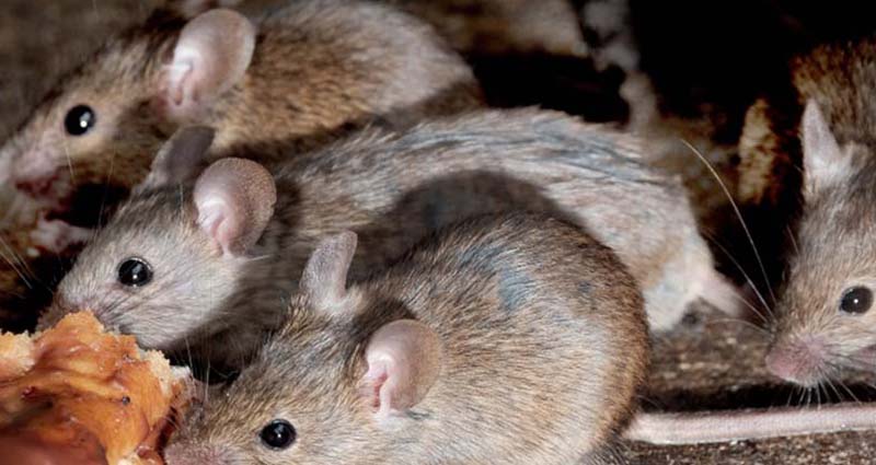 Cleaning Up Rat Droppings Essential Tools and Precautions