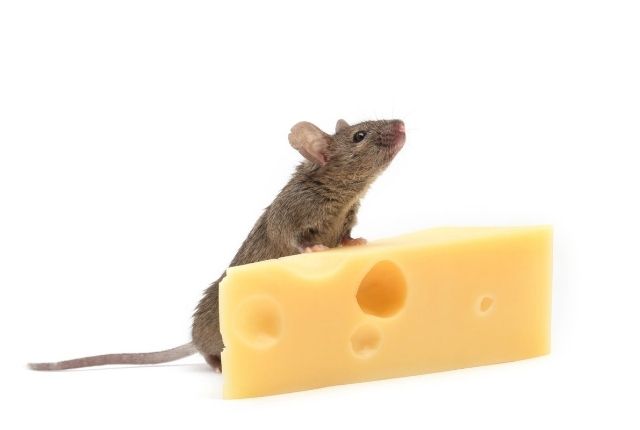 Foods That Attract Mice and How to Avoid Them