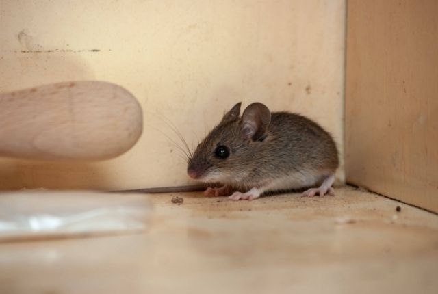 Frozen Surprise Can Mice Get in a Fridge or Freezer