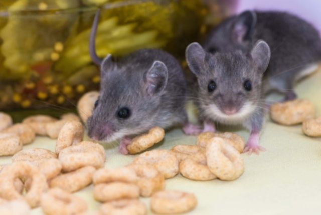 Mice and Rats Living Together The Coexistence Question